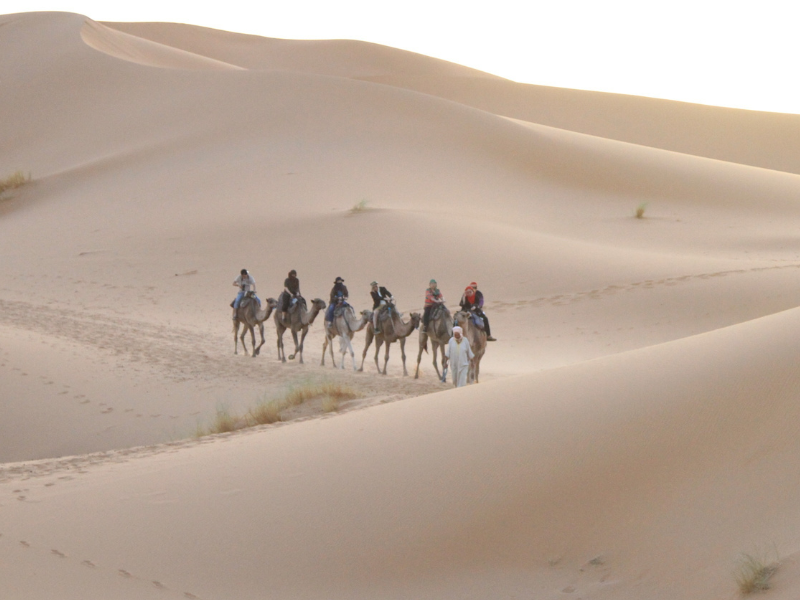 Travelers crossing the Sahara Desert in Morocco on camels